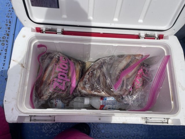 ムギイカ(スルメイカ)