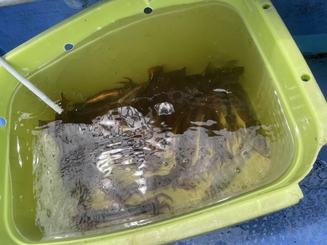 ムギイカ(スルメイカ)