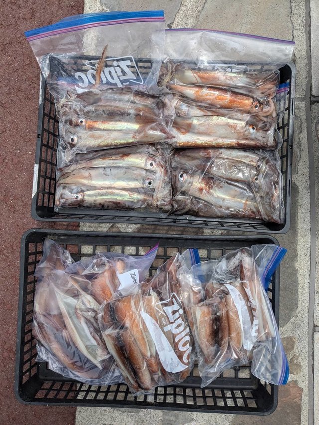 スルメ(スルメイカ)