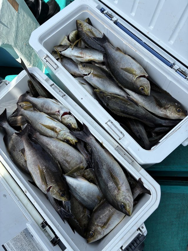 イサギ(イサキ)