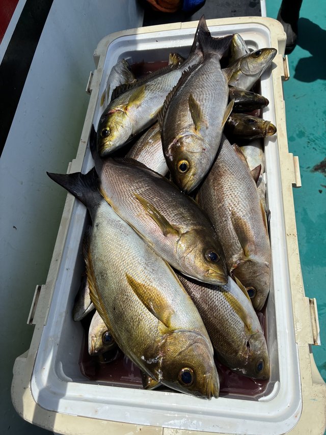 イサギ(イサキ)