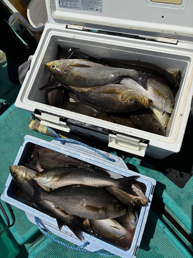 イサギ(イサキ)