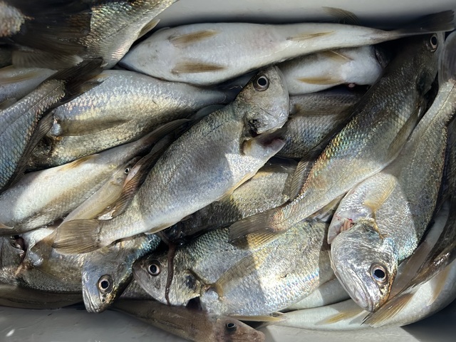 イシモチ(シログチ)