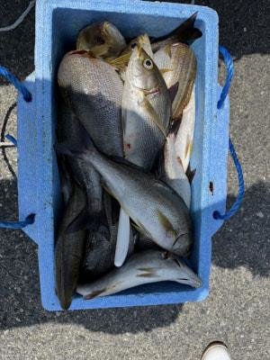 イサギ(イサキ)