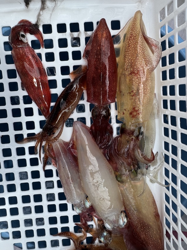 マルイカ(ケンサキイカ)