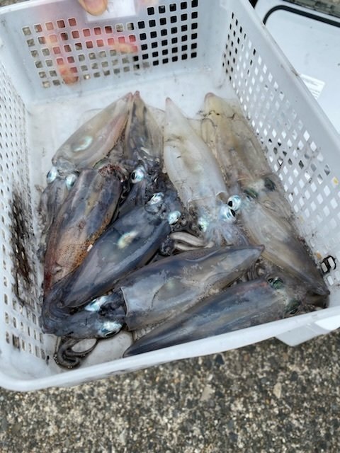 マルイカ(ケンサキイカ)