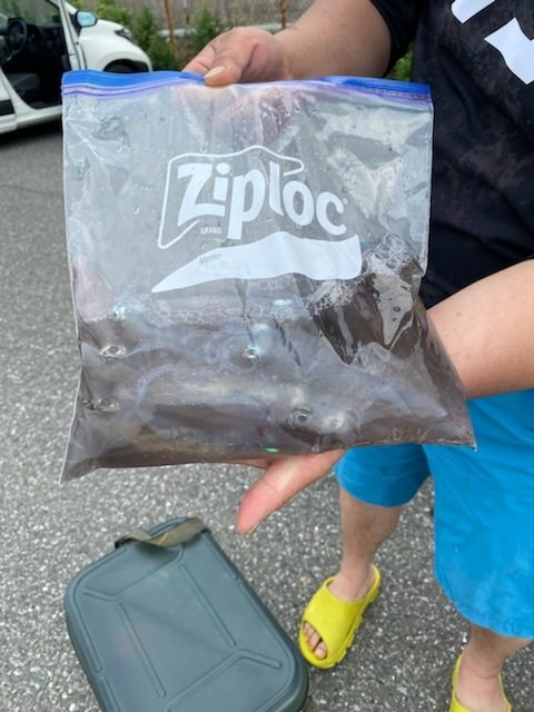 マルイカ(ケンサキイカ)