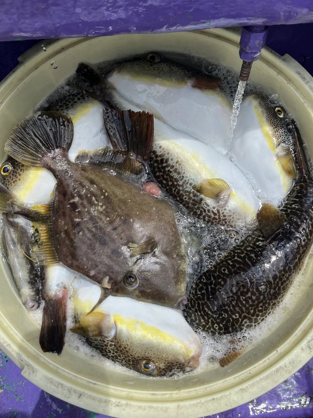 カワハギ・フグ(ショウサイフグ)