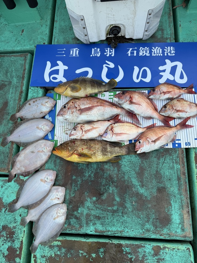 タイ(マダイ)・アオハタ・ガンゾウヒラメ(ガンゾウビラメ)