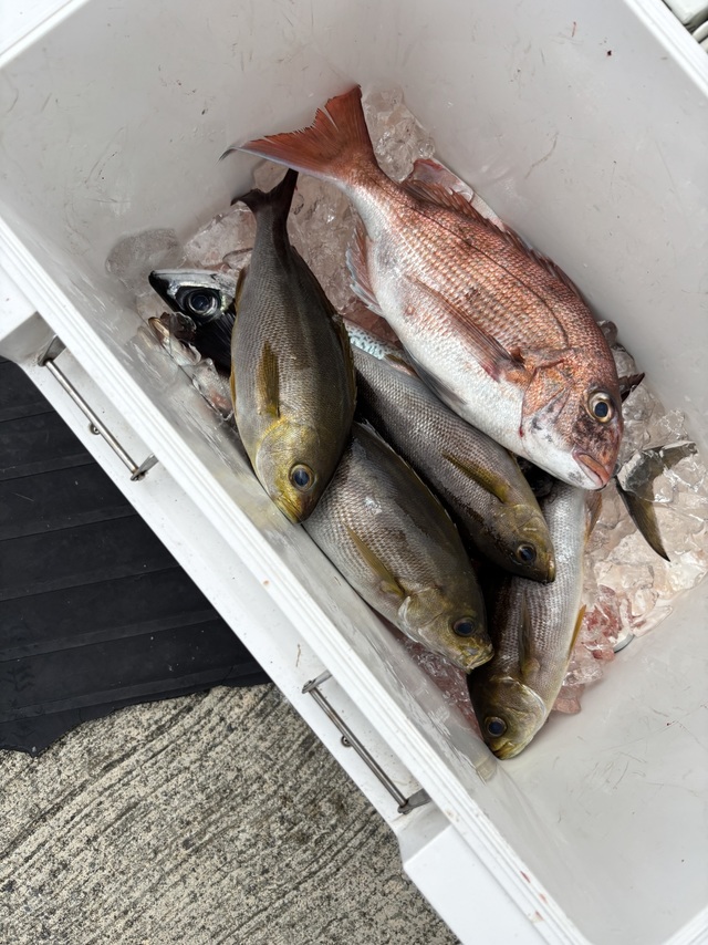 マダイ・イサキ