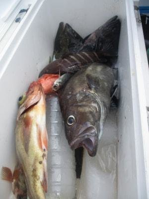 イシナギ(オオクチイシナギ)・メバル・ハタ(マハタ)