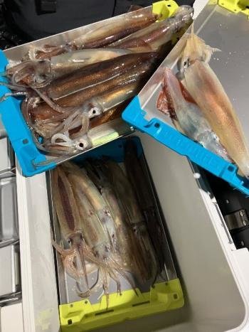 スルメイカ・マイカ(ケンサキイカ)