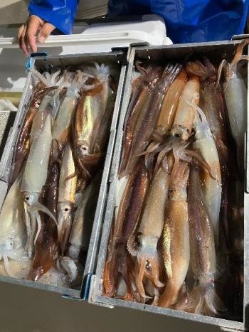 スルメイカ・マイカ(ケンサキイカ)