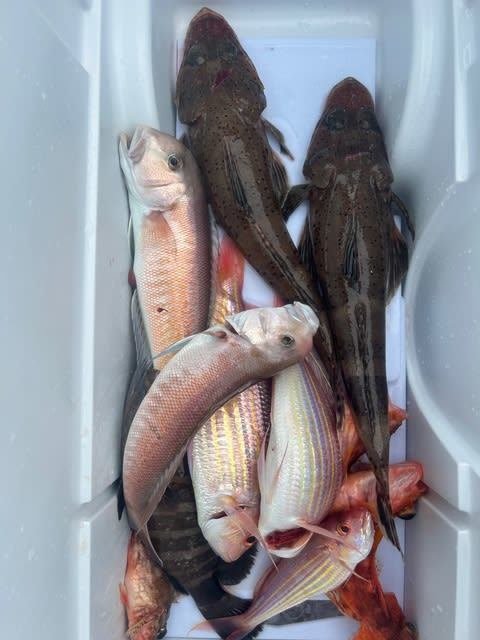 マハタ・シロアマダイ・イトヨリダイ・ワニゴチ