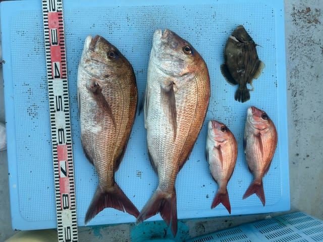 マダイ・カワハギ