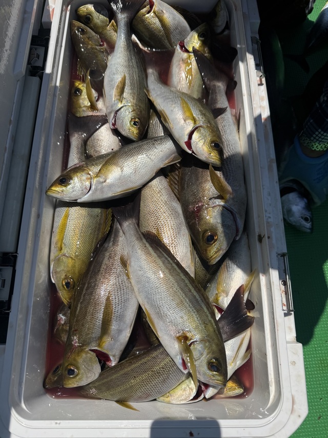 イサギ(イサキ)