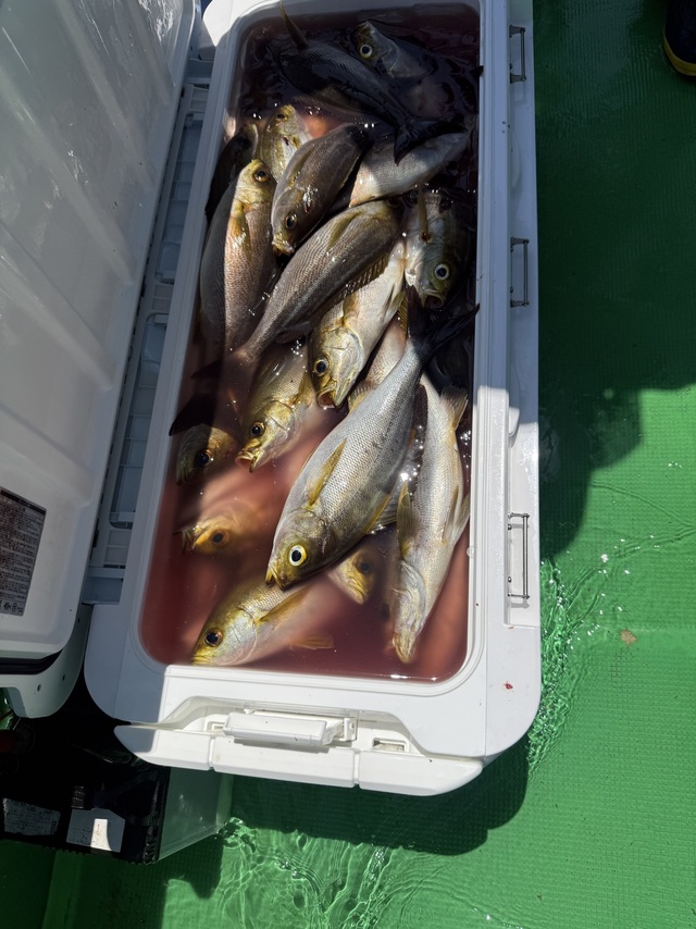 イサギ(イサキ)