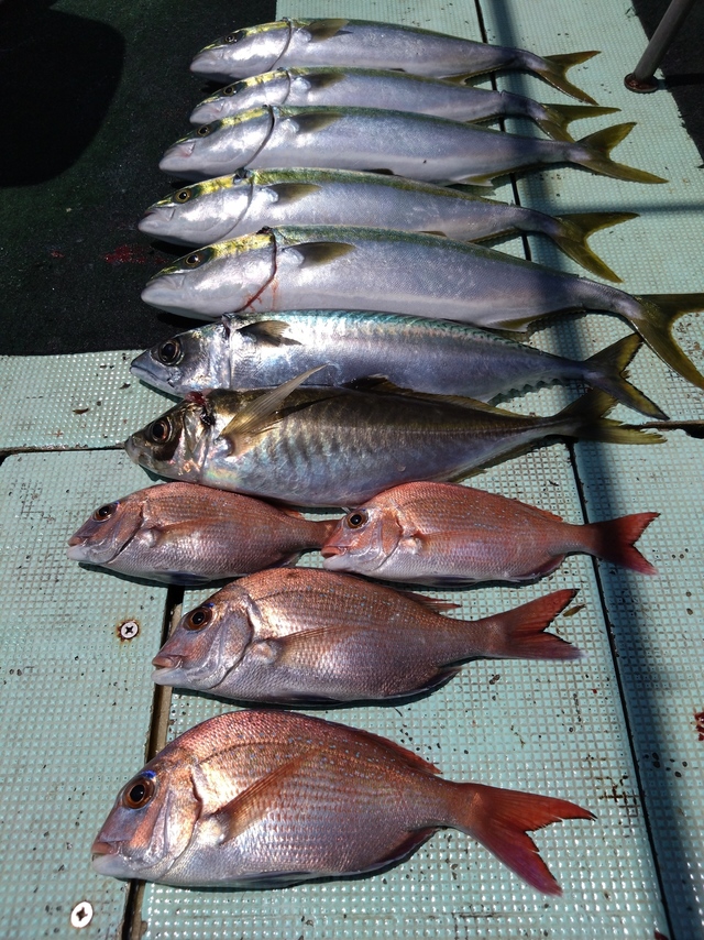 タイ(マダイ)・アジ(マアジ)・ハマチ(ブリ)・サバ(マサバ)