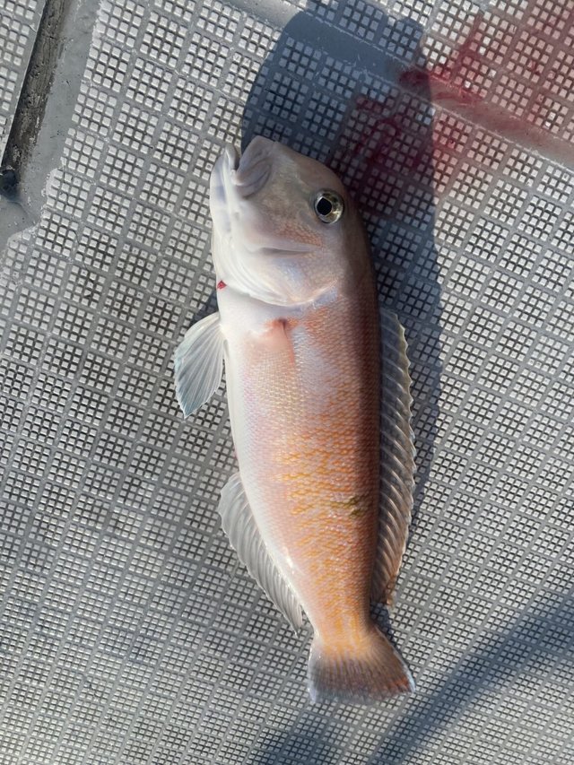 アマダイ(アカアマダイ)