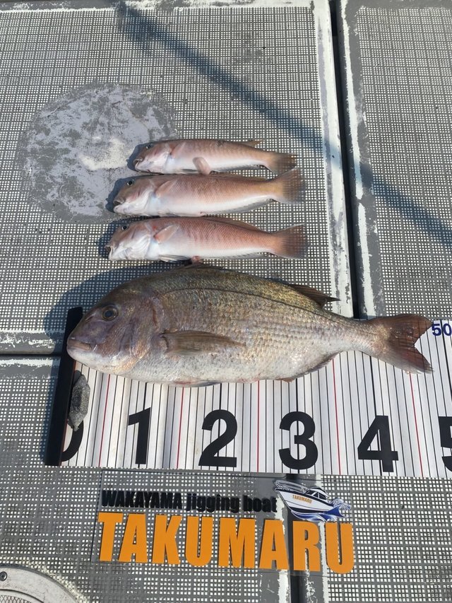 マダイ・アマダイ(アカアマダイ)