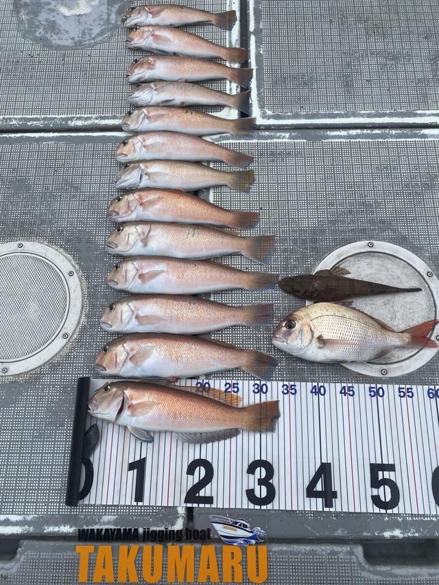 マダイ・アマダイ(アカアマダイ)・マゴチ