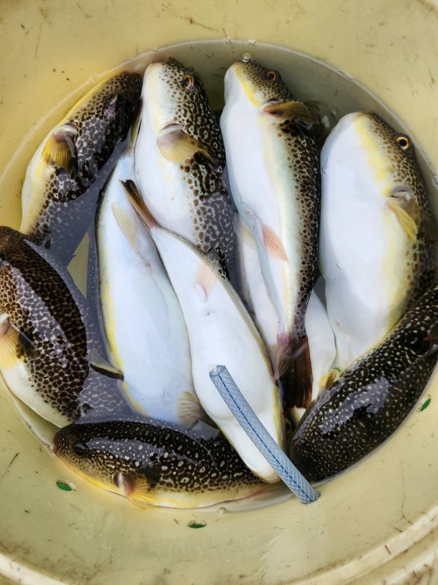 ショウサイフグ