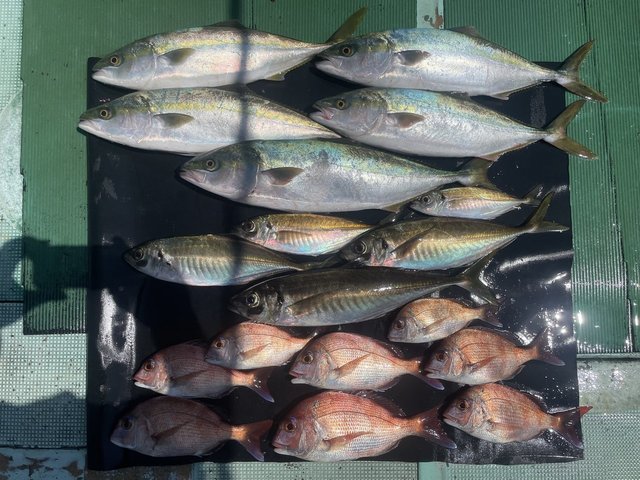 チャリコ(マダイ)・マアジ・ハマチ(ブリ)