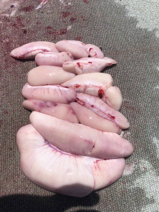 ショウサイフグ