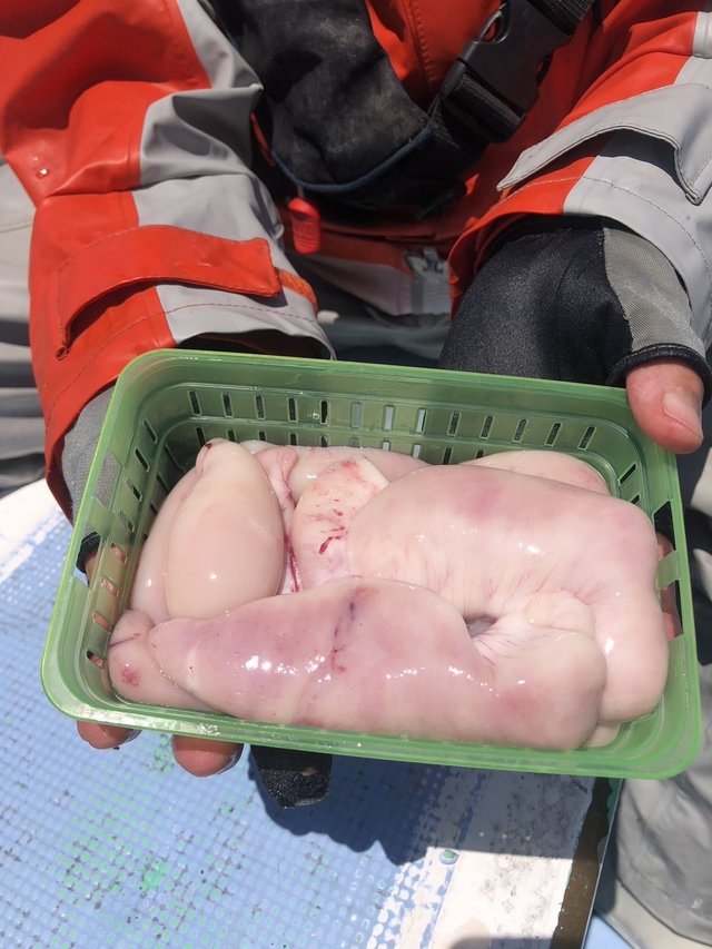 ショウサイフグ