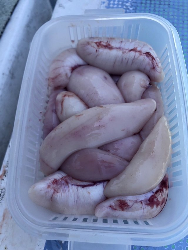 ショウサイフグ