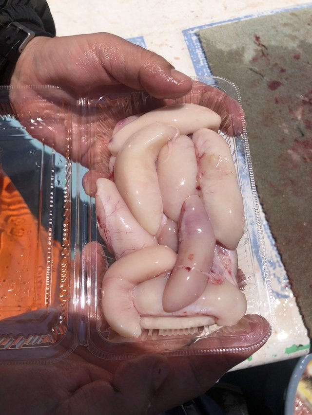 ショウサイフグ