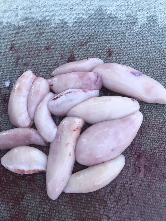 ショウサイフグ