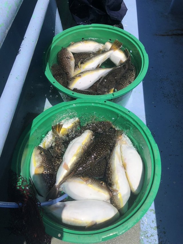 ショウサイフグ