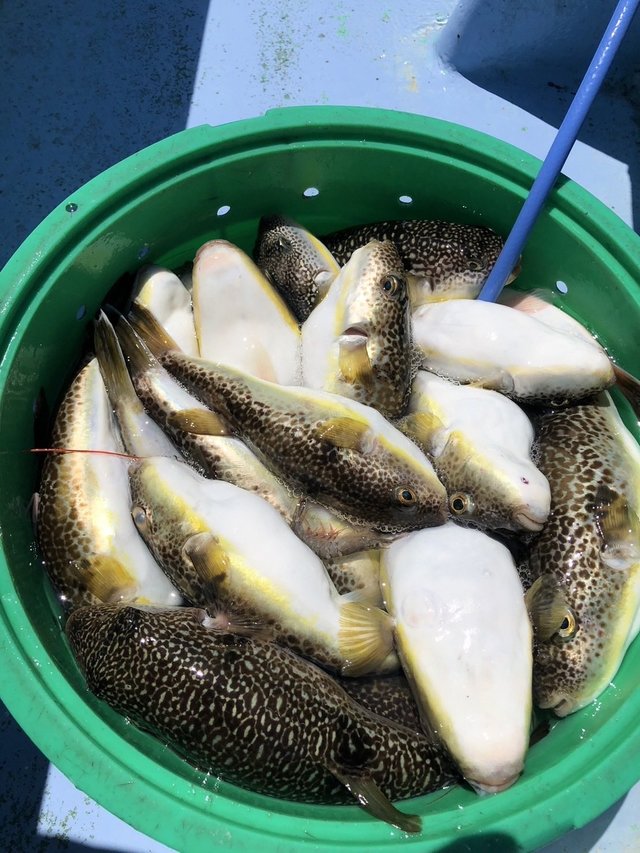 ショウサイフグ