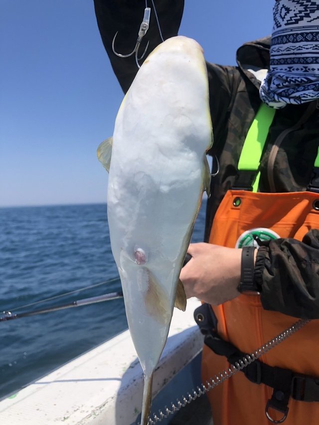 ショウサイフグ