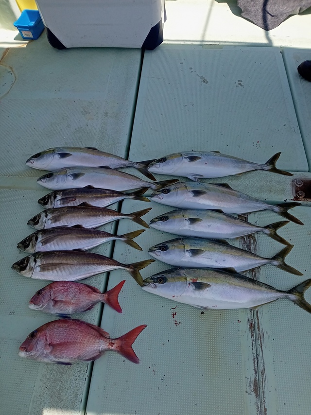 マダイ・マアジ・ハマチ(ブリ)