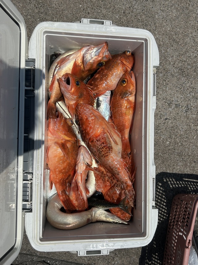 オニカサゴ・ウッカリカサゴ