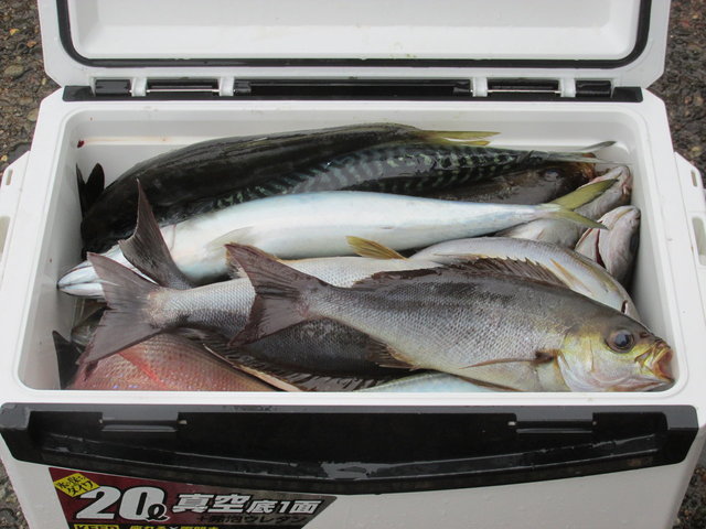 イサキ・サバ(マサバ)