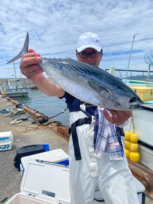 スマガツオ(スマ)