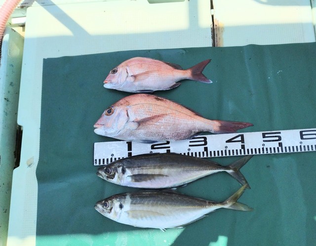 マダイ・マアジ