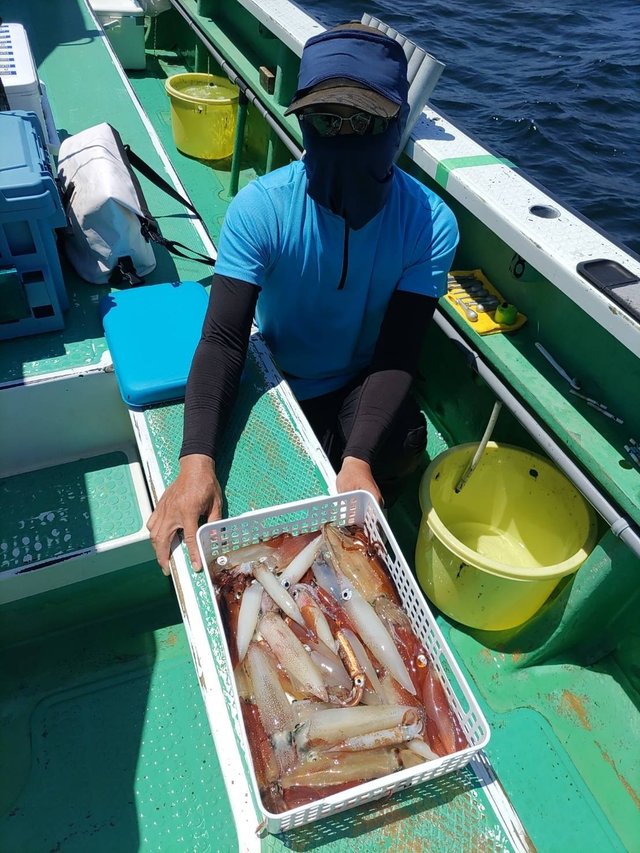 マルイカ(ケンサキイカ)