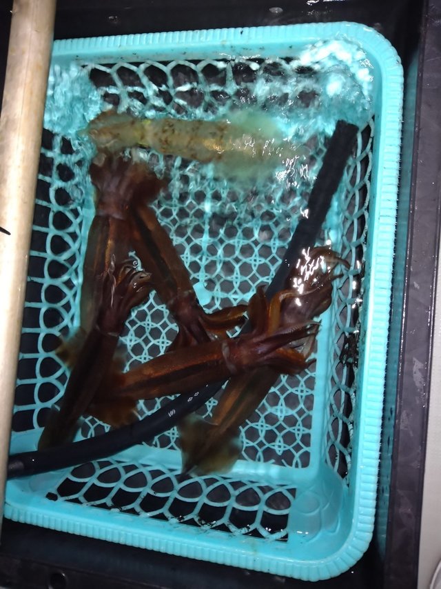 スルメ(スルメイカ)