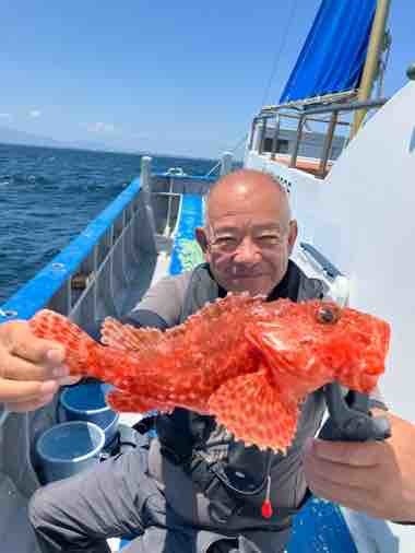 カンコ(ウッカリカサゴ)