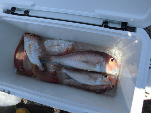 レンコ(キダイ)・アマダイ(アカアマダイ)