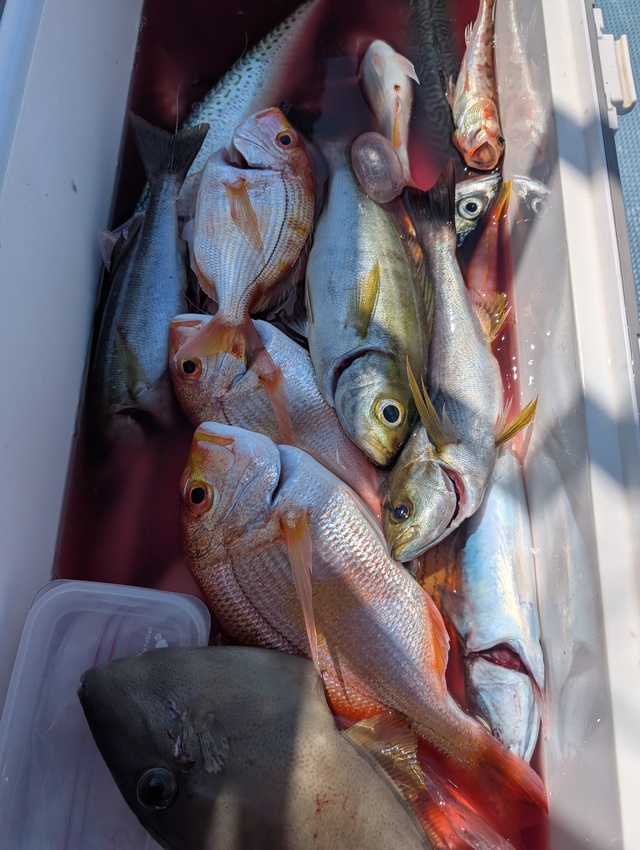 レンコダイ(キダイ)