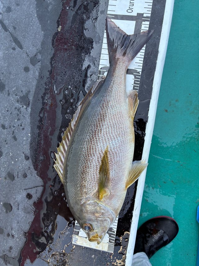 イサギ(イサキ)