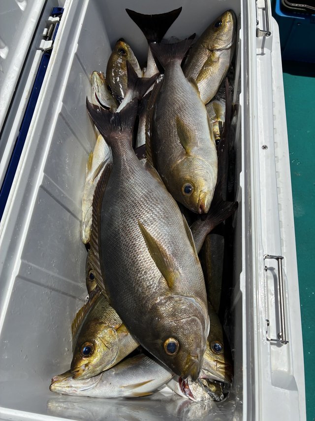 イサギ(イサキ)