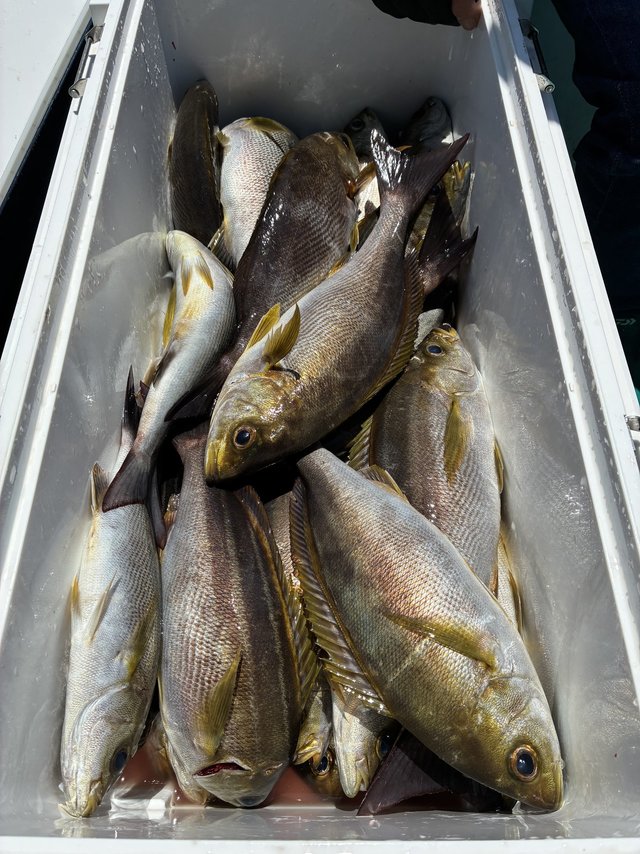 イサギ(イサキ)