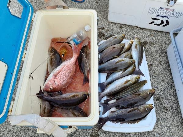 マダイ・イサキ