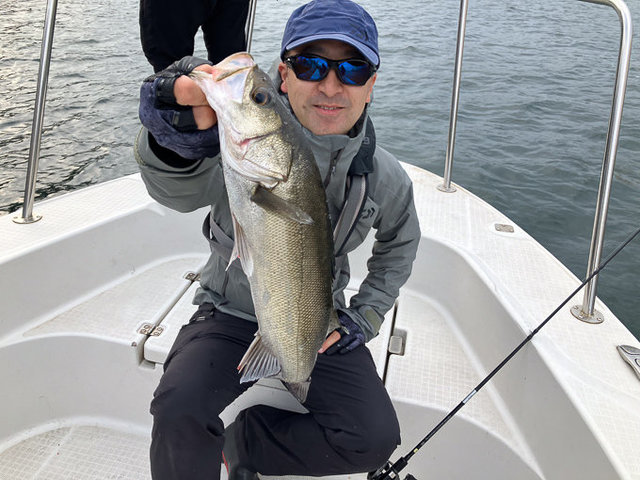 シーバス(スズキ)